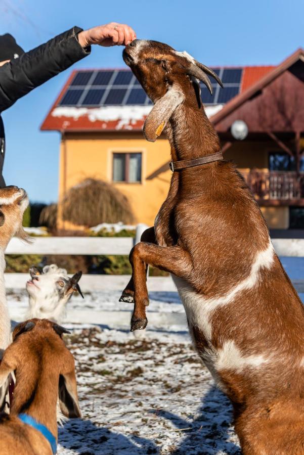 Orzechowa Ostoja Noclegi Energylandia Bachowice Ngoại thất bức ảnh